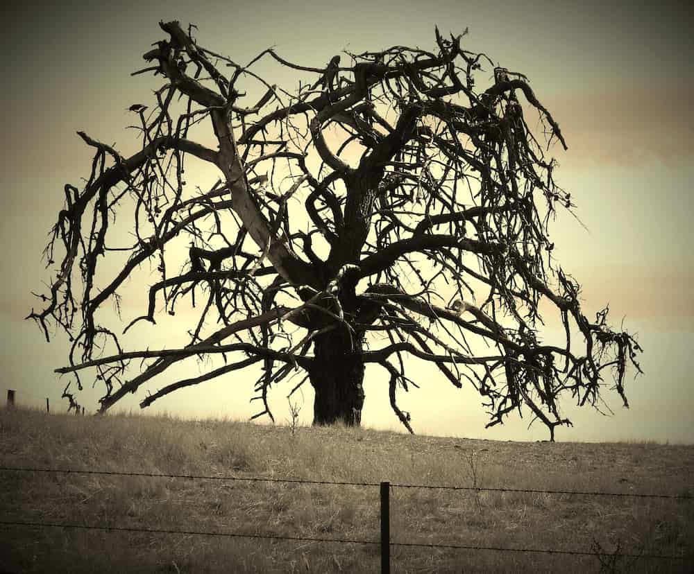 Bryan-tree-skeleton-photograph-blood-cancer