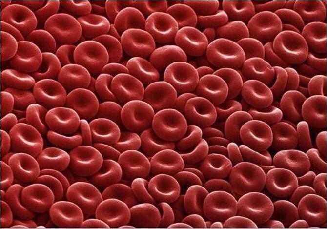 Red blood cells under the microscope