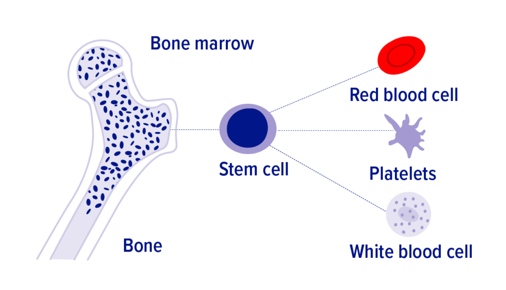 PLWBC_Illustrations_Factsheet_03