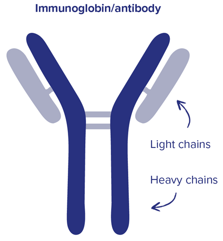 Diagram showing the light and heavy chains in an immunoglobulin molecule
