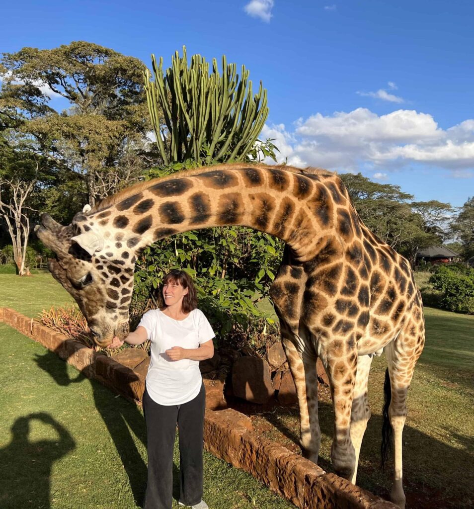 Giraffe feeding time on New Year’s Eve (December 2022) at Giraffe Manor, Nairobi