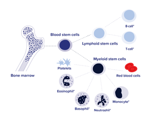The process of blood cell formation from the bone marrow.