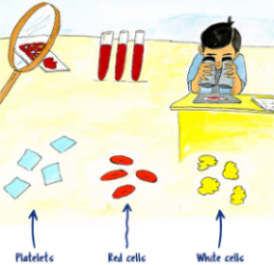 Illustration of a scientist looking through a microscope, with pictures of what platelets, red cells, and white cells look like beside him.
