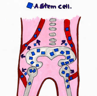 Illustration of the inside of a body, showing where young blood cells are moving out of hip bones and into the blood in veins.