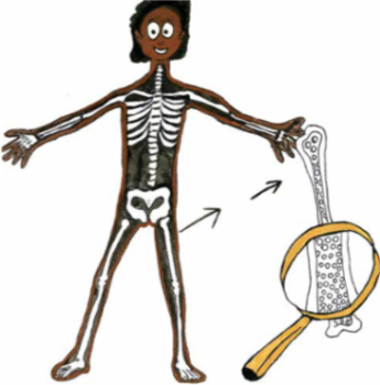 Illustration of a young man with his skeleton visible. A magnifying glass shows what the inside of his bone looks like.